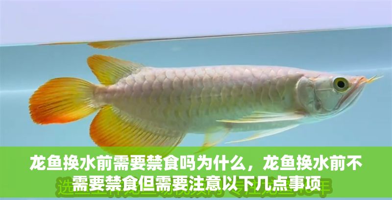 龍魚換水前需要禁食嗎為什么，龍魚換水前不需要禁食但需要注意以下幾點事項 龍魚換水前需要禁食嗎為什么，龍魚換水前不需要禁食但需要注意以下幾點事項 龍魚百科 第2張