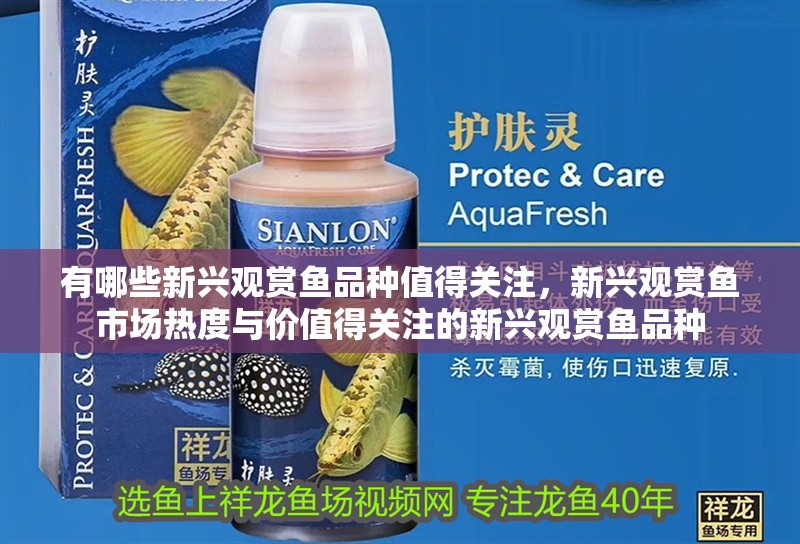 有哪些新興觀賞魚品種值得關注，新興觀賞魚市場熱度與價值得關注的新興觀賞魚品種