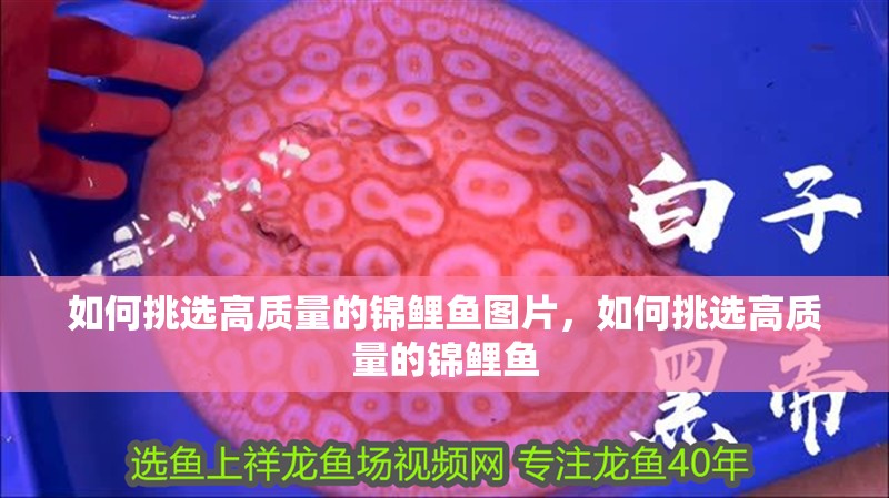如何挑選高質(zhì)量的錦鯉魚圖片，如何挑選高質(zhì)量的錦鯉魚