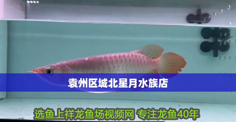 袁州區城北星月水族店 袁州區城北星月水族店 全國水族館企業名錄 第1張