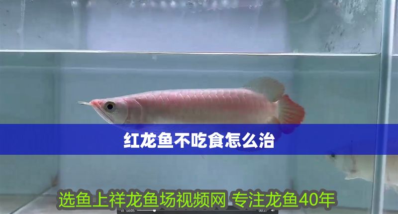 紅龍魚不吃食怎么治 紅龍魚不吃食怎么治 龍魚百科 第1張