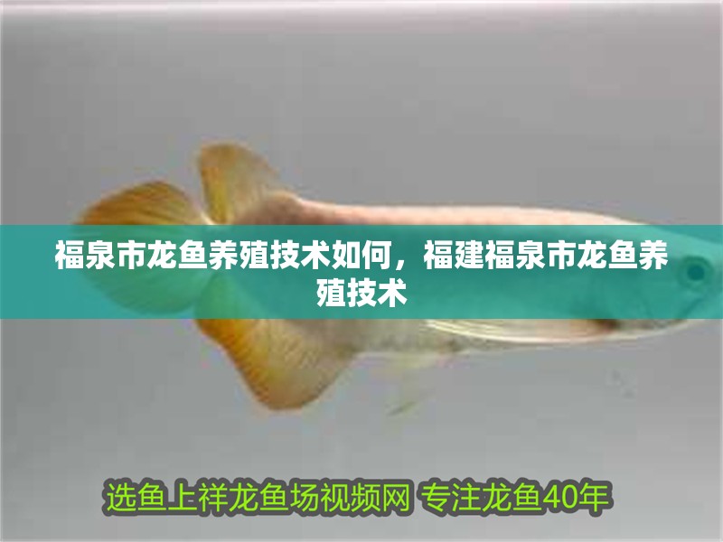 <strong><mark>福泉</mark></strong>市龍魚養殖技術如何，福建<strong><mark>福泉</mark></strong>市龍魚養殖技術