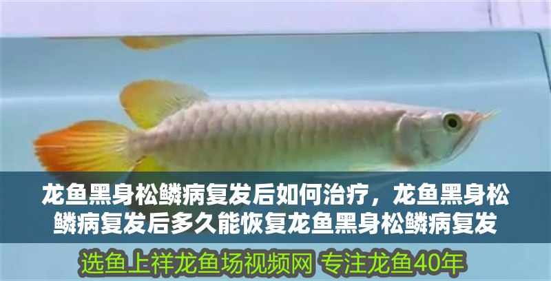 龍魚黑身松鱗病復發(fā)后如何治療，龍魚黑身松鱗病復發(fā)后多久能恢復龍魚黑身松鱗病復發(fā)