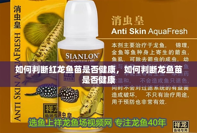 如何判斷紅龍魚苗是否健康，如何判斷龍魚苗是否健康 如何判斷紅龍魚苗是否健康，如何判斷龍魚苗是否健康 龍魚百科