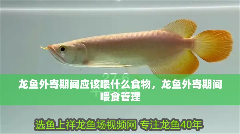 龍魚外寄期間應(yīng)該喂什么食物，龍魚外寄期間喂食管理