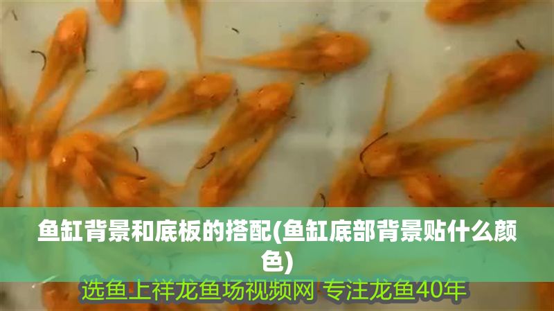 魚缸背景和底板的搭配(魚缸底部背景貼什么顏色)