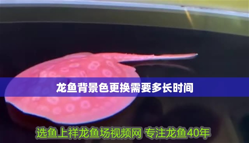 龍魚背景色更換需要多長時間