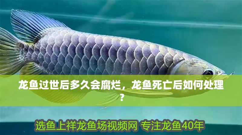 龍魚過世后多久會腐爛，龍魚死亡后如何處理？