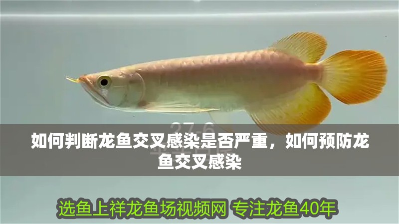 如何判斷龍魚交叉感染是否嚴重，如何預防龍魚交叉感染