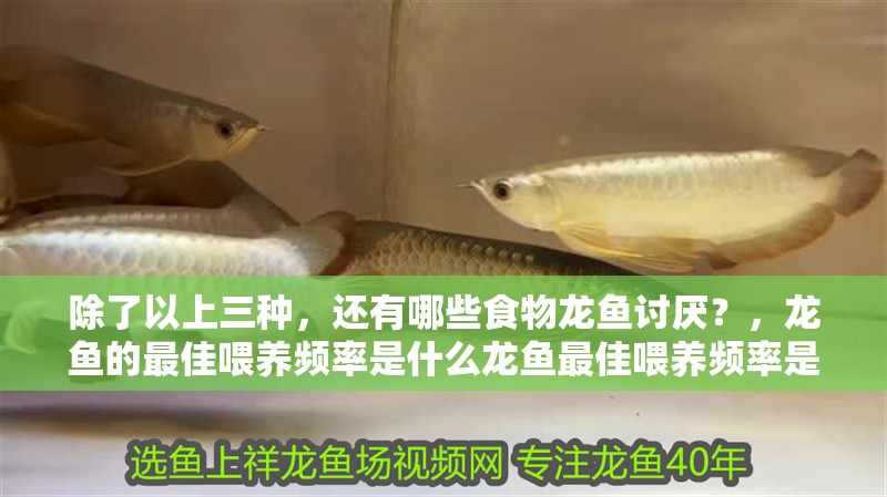 除了以上三種，還有哪些食物龍魚討厭？，龍魚的最佳喂養頻率是什么龍魚最佳喂養頻率是什么