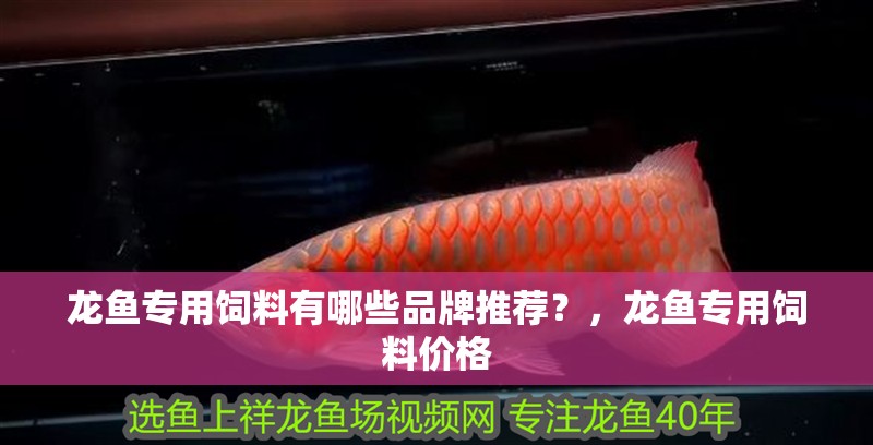 龍魚(yú)專用飼料有哪些品牌推薦？，龍魚(yú)專用飼料價(jià)格