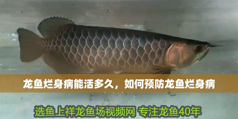 龍魚爛身病能活多久，如何預防龍魚爛身病 龍魚爛身病能活多久，如何預防龍魚爛身病 龍魚百科