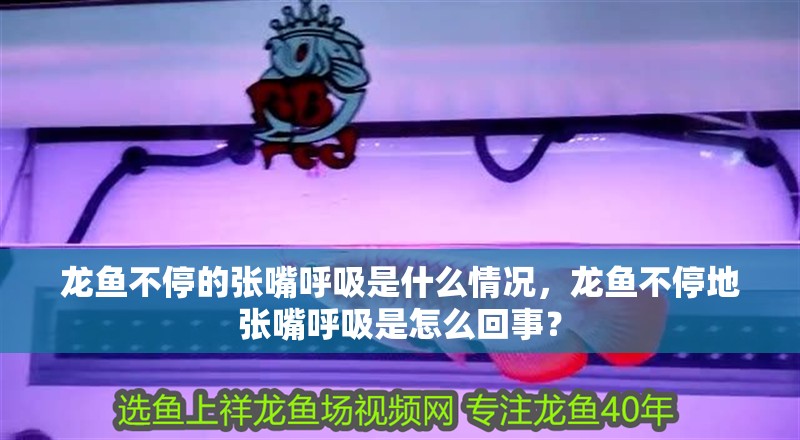 龍魚不停的張嘴呼吸是什么情況，龍魚不停地張嘴呼吸是怎么回事？ 龍魚不停的張嘴呼吸是什么情況，龍魚不停地張嘴呼吸是怎么回事？ 龍魚百科