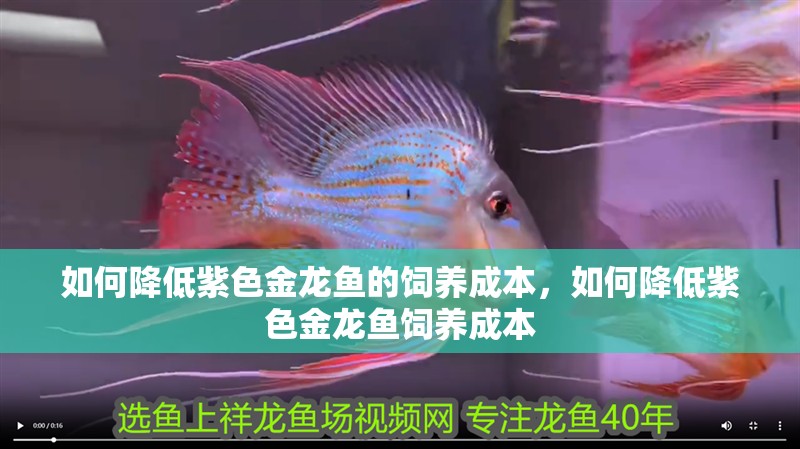 如何降低紫色金龍魚的飼養(yǎng)成本，如何降低紫色金龍魚飼養(yǎng)成本 如何降低紫色金龍魚的飼養(yǎng)成本，如何降低紫色金龍魚飼養(yǎng)成本 龍魚百科