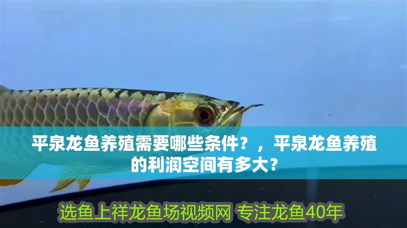 平泉龍魚養(yǎng)殖需要哪些條件？，平泉龍魚養(yǎng)殖的利潤空間有多大？