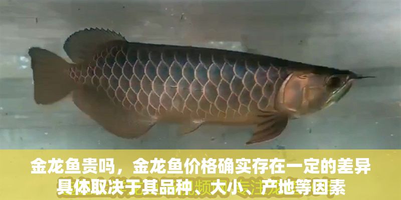 金龍魚貴嗎，金龍魚價格確實存在一定的差異具體取決于其品種、大小、產地等因素