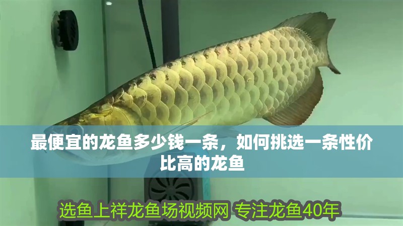 最便宜的龍魚多少錢一條，如何挑選一條性價比高的龍魚