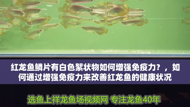 紅龍魚鱗片有白色絮狀物如何增強免疫力？，如何通過增強免疫力來改善紅龍魚的健康狀況
