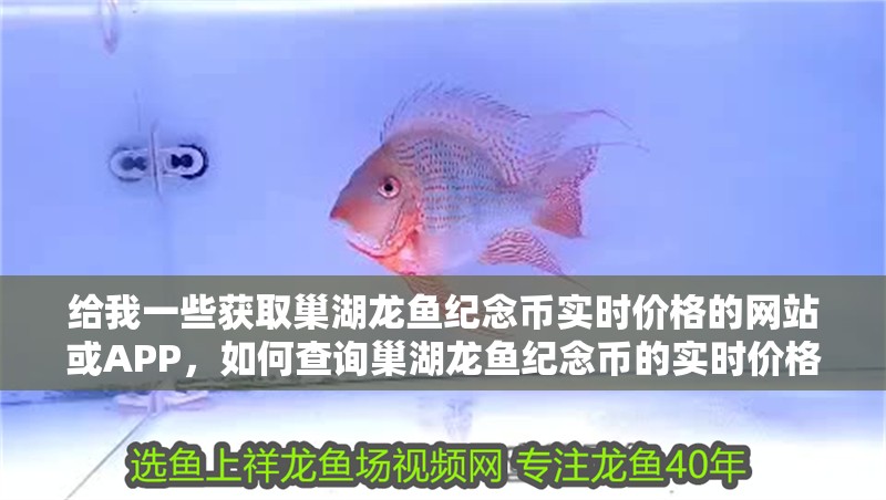 給我一些獲取巢湖龍魚紀念幣實時價格的網站或APP，如何查詢巢湖龍魚紀念幣的實時價格？
