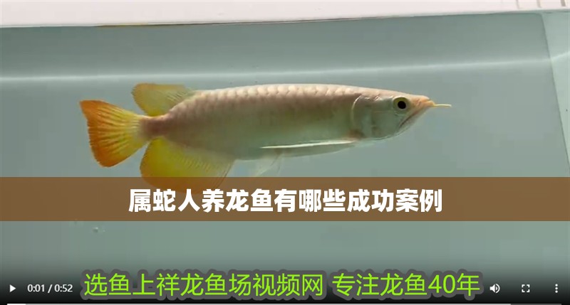屬蛇人養龍魚有哪些成功案例 屬蛇人養龍魚有哪些成功案例 龍魚百科
