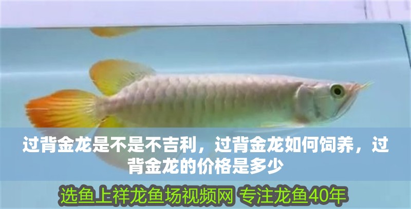 過背金龍是不是不<strong><mark>吉利</mark></strong>，過背金龍如何飼養(yǎng)，過背金龍的價格是多少