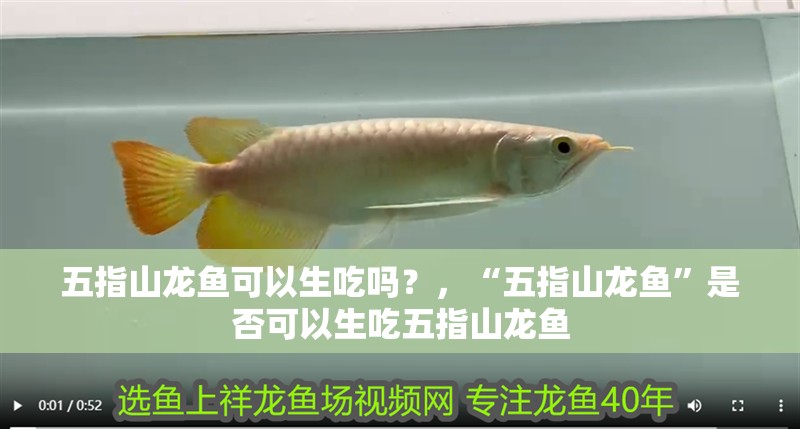 <strong><mark>五指山</mark></strong>龍魚可以生吃嗎？，“<strong><mark>五指山</mark></strong>龍魚”是否可以生吃<strong><mark>五指山</mark></strong>龍魚