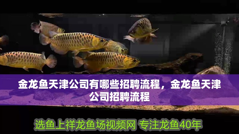 金龍魚天津公司有哪些招聘流程，金龍魚天津公司招聘流程
