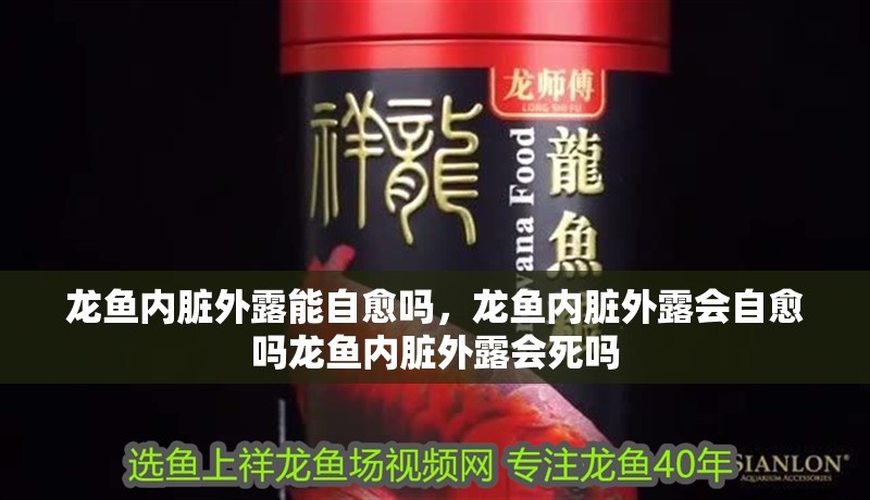 龍魚內臟外露能自愈嗎，龍魚內臟外露會自愈嗎龍魚內臟外露會死嗎