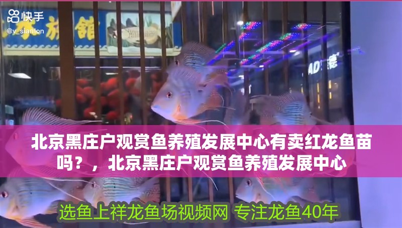 北京黑莊戶觀賞魚養(yǎng)殖發(fā)展中心有賣紅龍魚苗嗎？，北京黑莊戶觀賞魚養(yǎng)殖發(fā)展中心