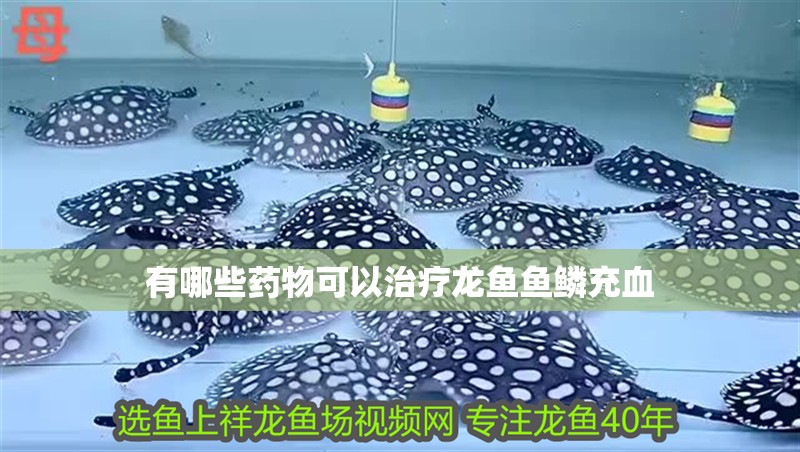 有哪些藥物可以治療龍魚魚鱗充血