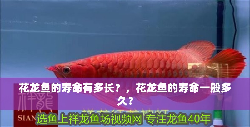 花龍魚的壽命有多長？，花龍魚的壽命一般多久？
