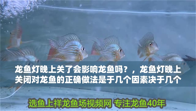龍魚燈晚上關了會影響龍魚嗎？，龍魚燈晚上關閉對龍魚的正確做法是于幾個因素決于幾個因素