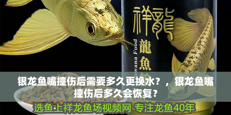 銀龍魚嘴撞傷后需要多久更換水？，銀龍魚嘴撞傷后多久會恢復(fù)？