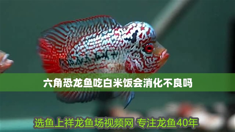 六角恐龍魚吃白米飯會消化不良嗎