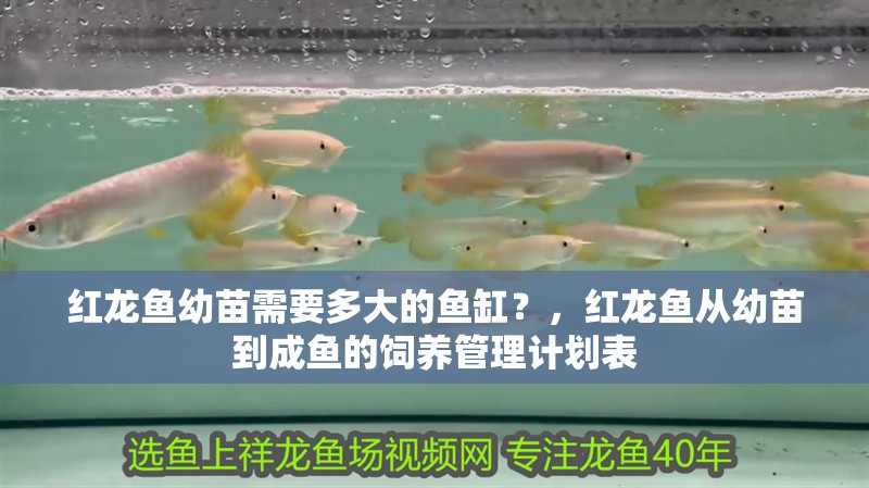 紅龍魚幼苗需要多大的魚缸？，紅龍魚從幼苗到成魚的飼養管理計劃表