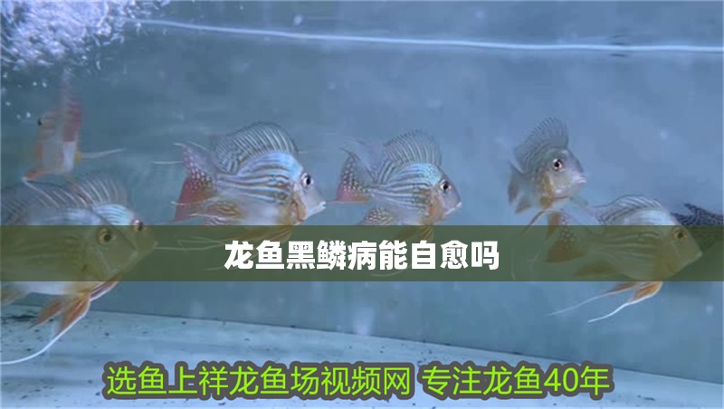 龍魚黑鱗病能自愈嗎 龍魚黑鱗病能自愈嗎 龍魚百科