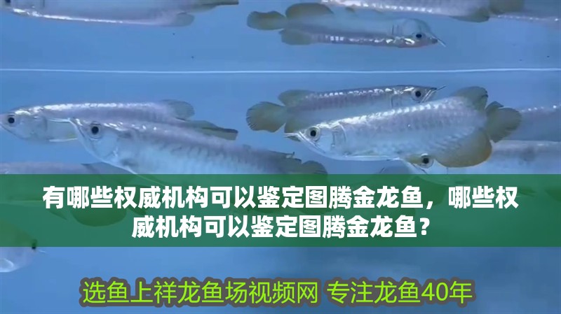 有哪些權威機構可以鑒定圖騰金龍魚，哪些權威機構可以鑒定圖騰金龍魚？