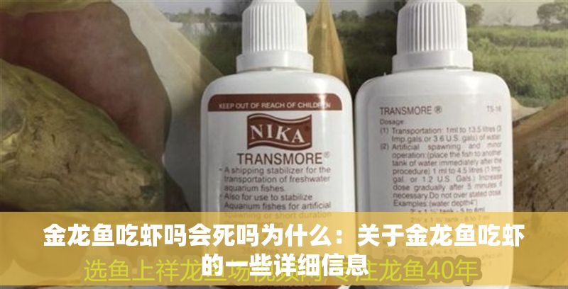 金龍魚吃蝦嗎會死嗎為什么：關于金龍魚吃蝦的一些詳細信息
