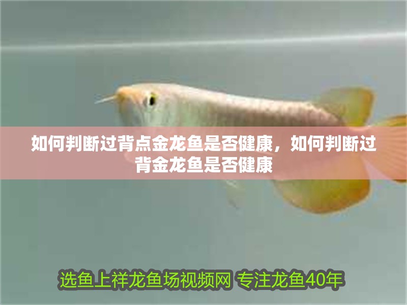 如何判斷過背點金龍魚是否健康，如何判斷過背金龍魚是否健康