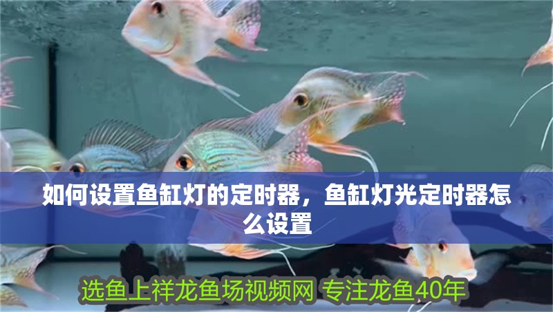 如何設置魚缸燈的定時器，魚缸燈光定時器怎么設置