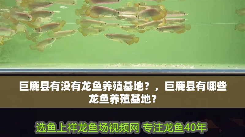 巨鹿縣有沒有龍魚養殖基地？，巨鹿縣有哪些龍魚養殖基地？