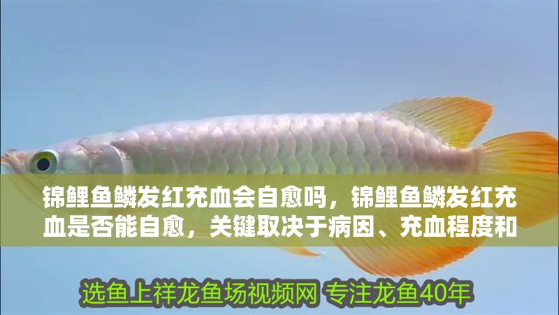 錦鯉魚鱗發紅充血會自愈嗎，錦鯉魚鱗發紅充血是否能自愈，關鍵取決于病因、充血程度和水質管理是否到位
