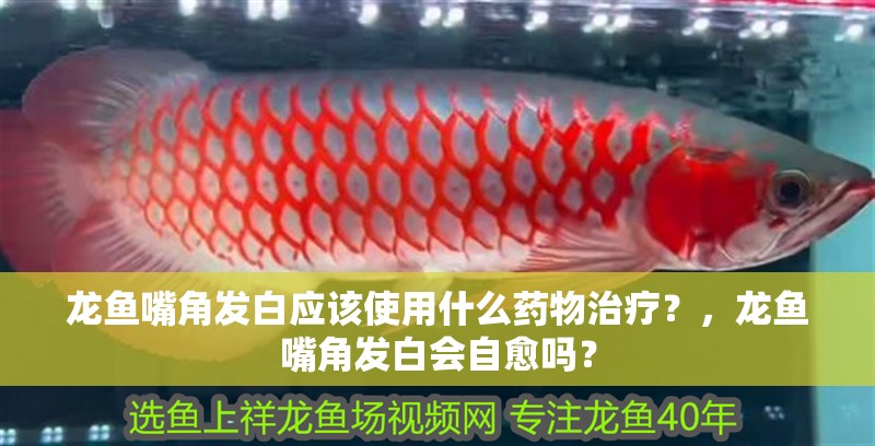龍魚嘴角發白應該使用什么藥物治療？，龍魚嘴角發白會自愈嗎？ 龍魚嘴角發白應該使用什么藥物治療？，龍魚嘴角發白會自愈嗎？ 龍魚百科