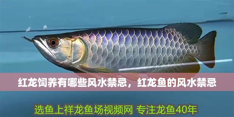 紅龍飼養有哪些風水禁忌，紅龍魚的風水禁忌 紅龍飼養有哪些風水禁忌，紅龍魚的風水禁忌 龍魚百科