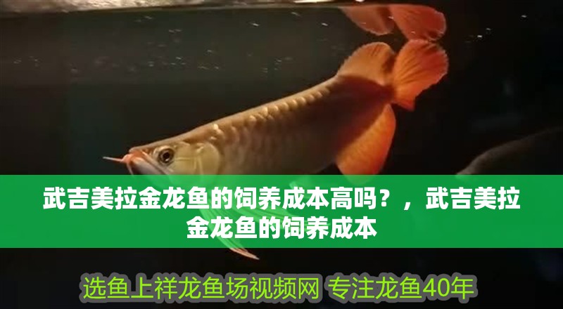 武吉美拉金龍魚的飼養(yǎng)成本高嗎？，武吉美拉金龍魚的飼養(yǎng)成本 武吉美拉金龍魚的飼養(yǎng)成本高嗎？，武吉美拉金龍魚的飼養(yǎng)成本 龍魚百科
