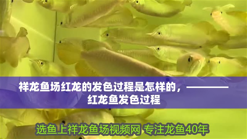 祥龍魚場紅龍的發色過程是怎樣的，————紅龍魚發色過程