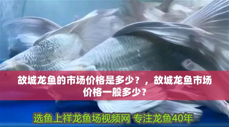 故城龍魚的市場(chǎng)價(jià)格是多少？，故城龍魚市場(chǎng)價(jià)格一般多少？ 故城龍魚的市場(chǎng)價(jià)格是多少？，故城龍魚市場(chǎng)價(jià)格一般多少？ 龍魚百科
