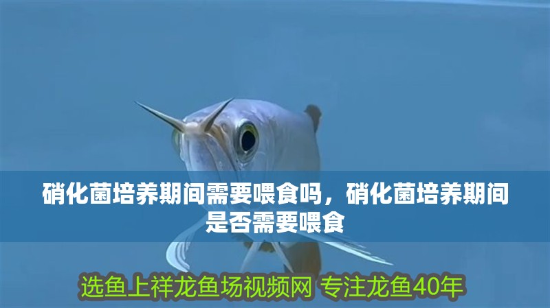 硝化菌培養(yǎng)期間需要喂食嗎，硝化菌培養(yǎng)期間是否需要喂食