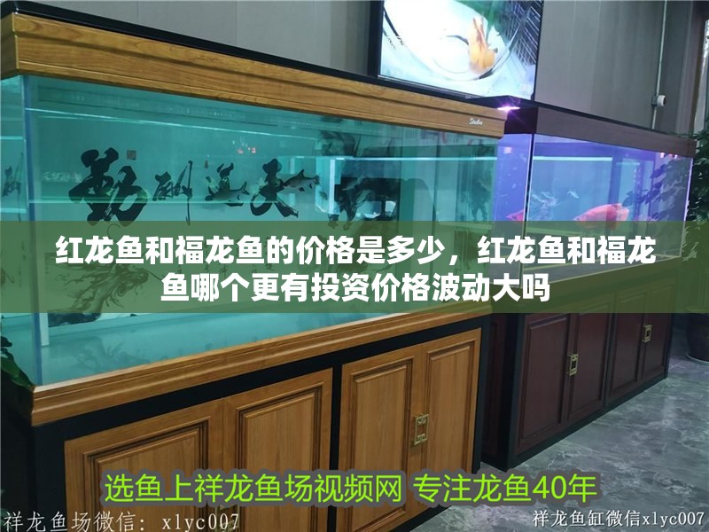 紅龍魚(yú)和福龍魚(yú)的價(jià)格是多少，紅龍魚(yú)和福龍魚(yú)哪個(gè)更有投資價(jià)格波動(dòng)大嗎