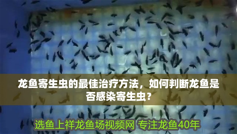 龍魚寄生蟲的最佳治療方法，如何判斷龍魚是否感染寄生蟲？